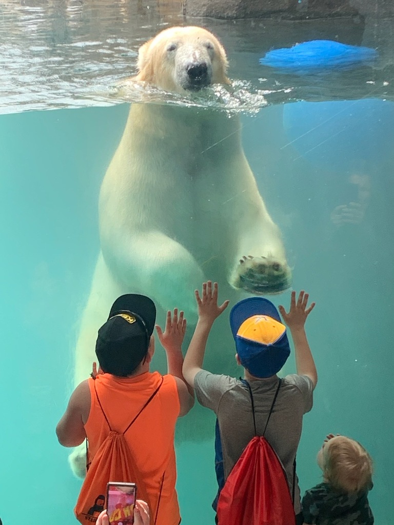 Third grade at como zoo.  polar bear