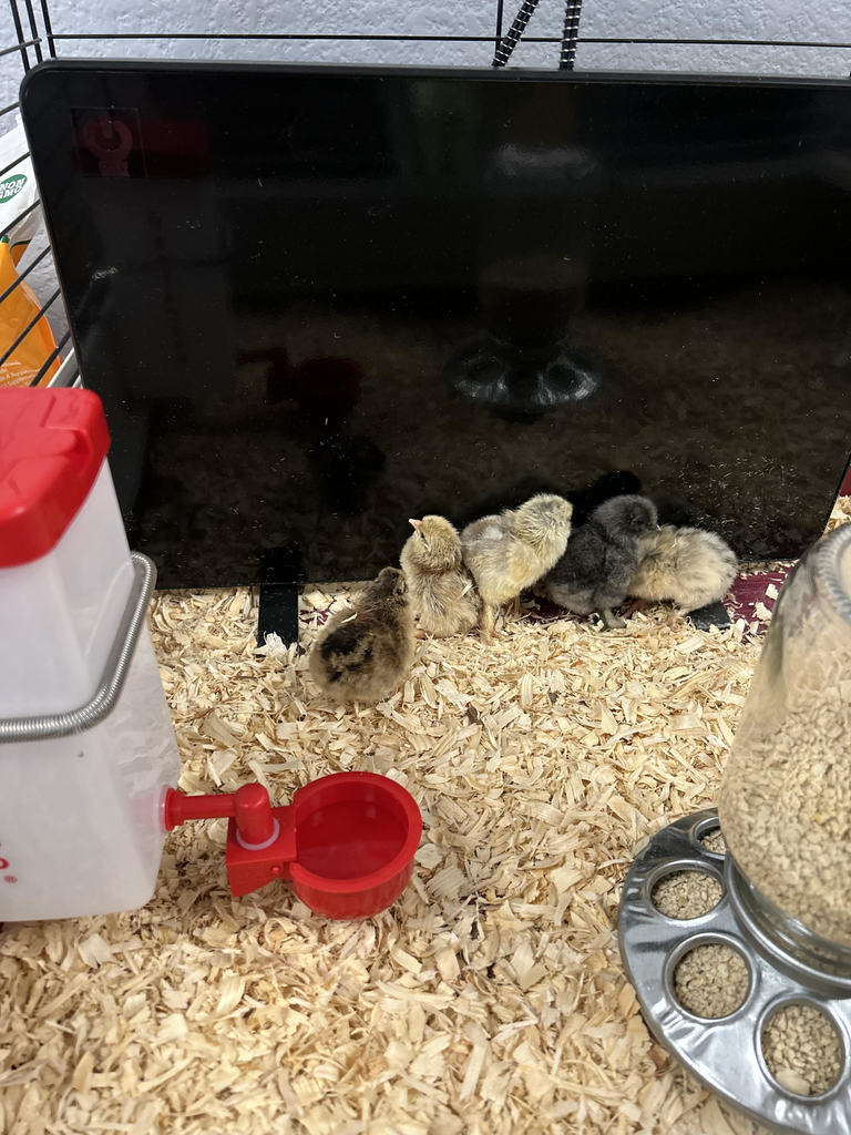 Chicks in incubator